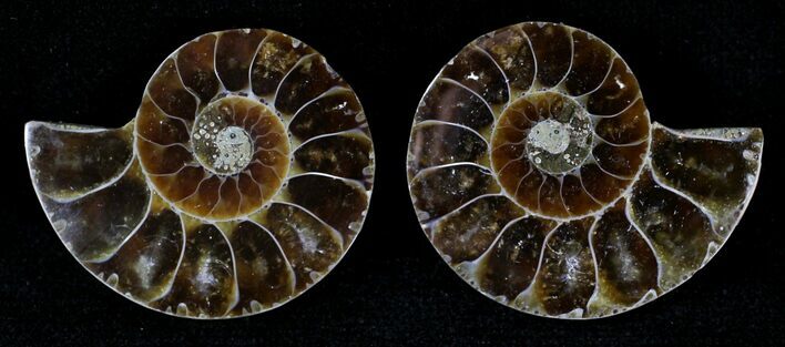 Small Desmoceras Ammonite Pair - #21422
